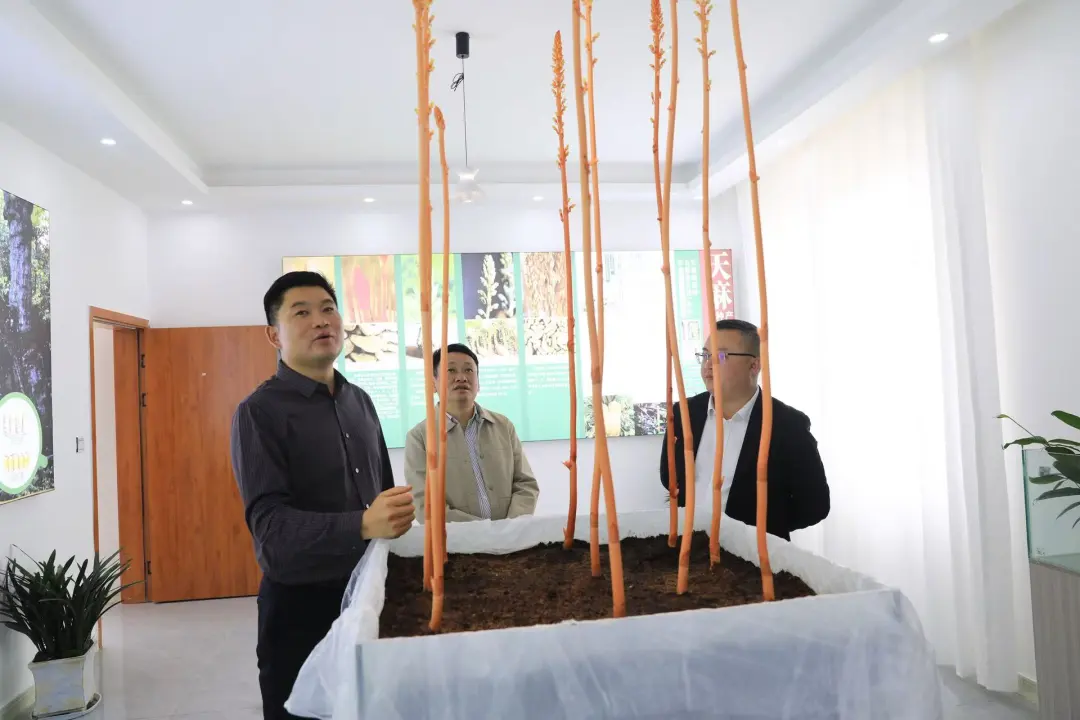 中国天麻产业——“三箭客” | 横眉冷对千夫指，俯首甘当孺子牛